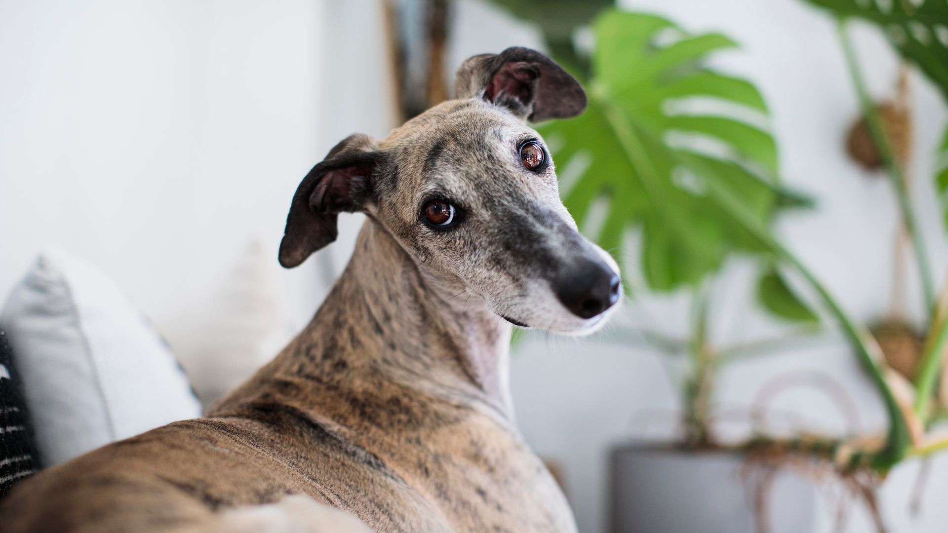 Imagen de un galgo