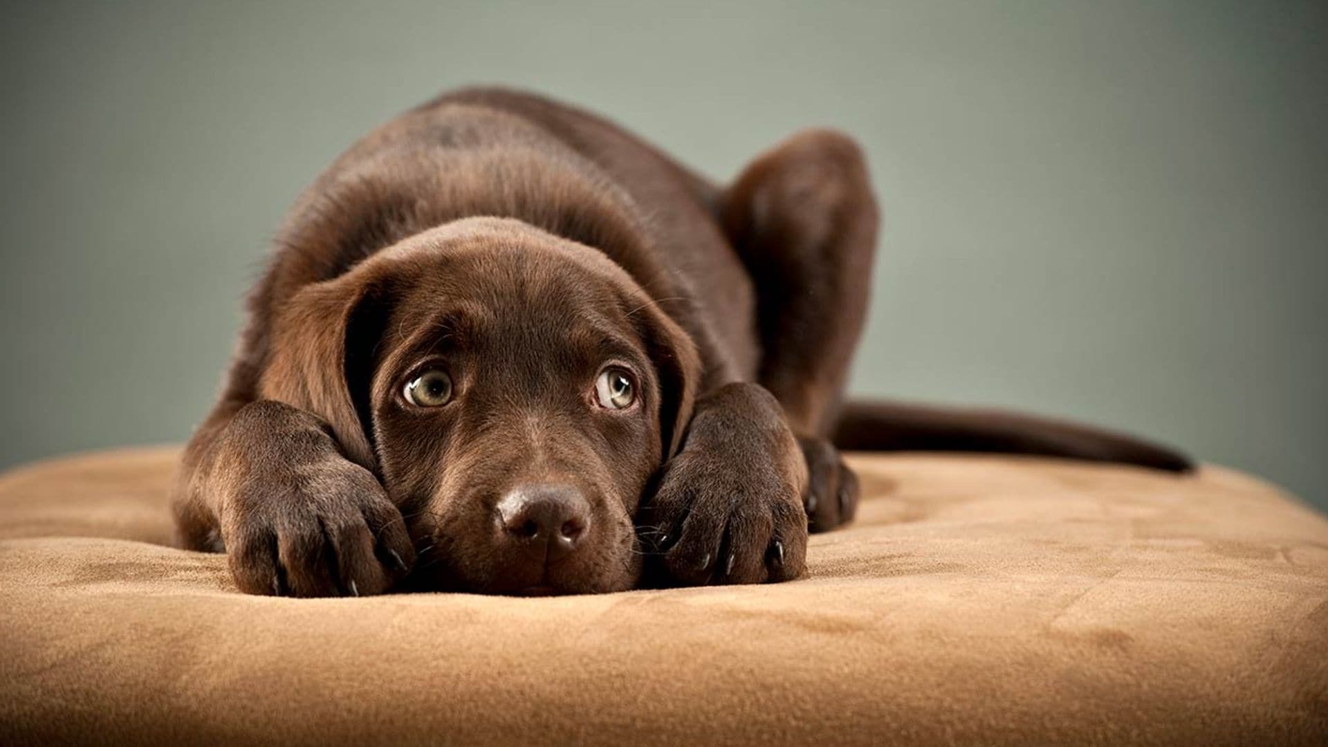 Sí, los perros también pueden tener ataques de hipo
