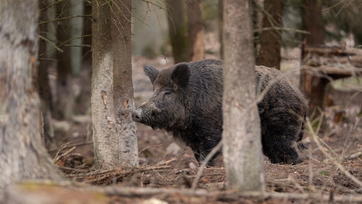 Ni jabalí ni vaca: el ‘vakamulo’, la bestia de Galicia que desafía a la fauna local