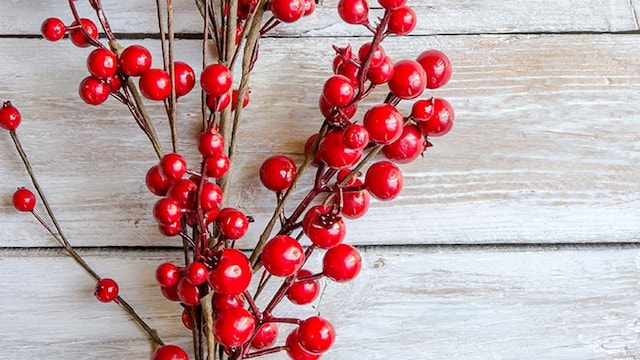 plantasnavidad