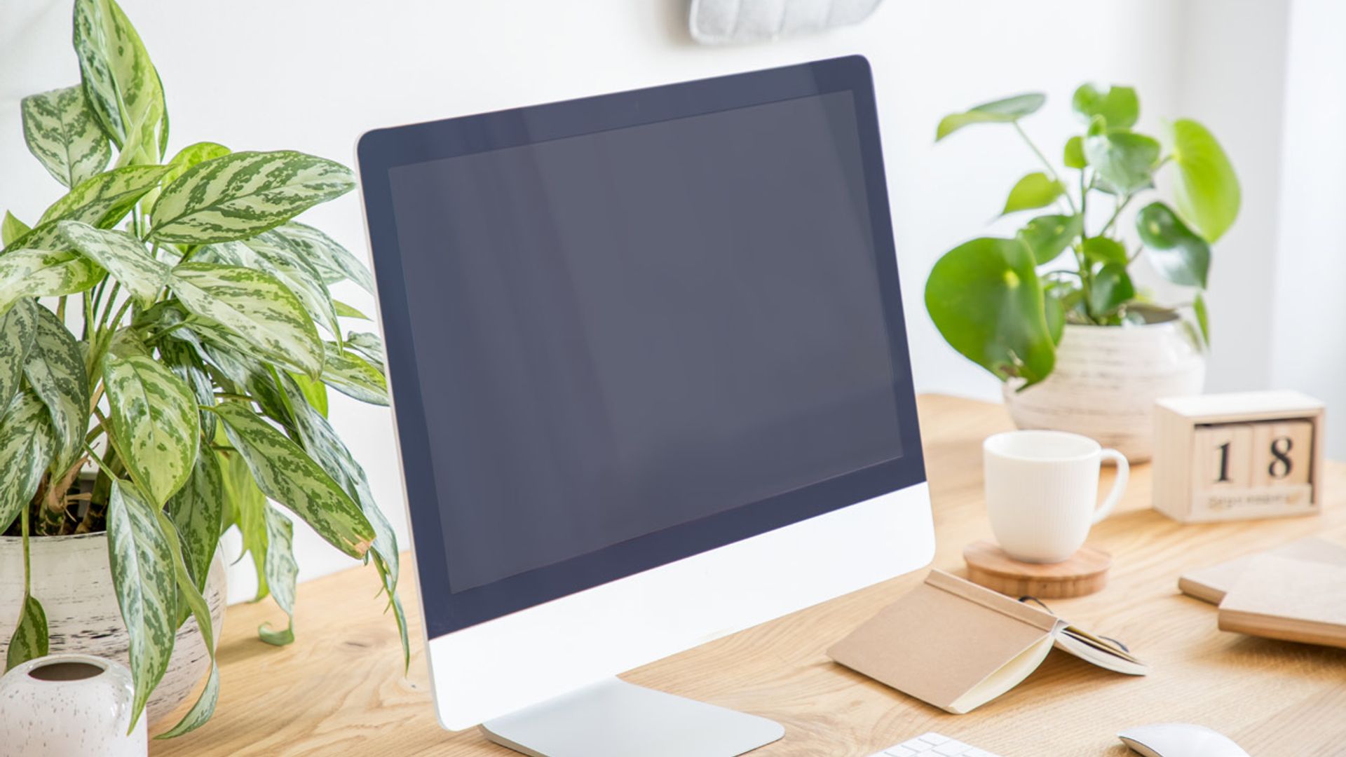 Pon estas plantas en tu oficina si quieres combatir el estrés