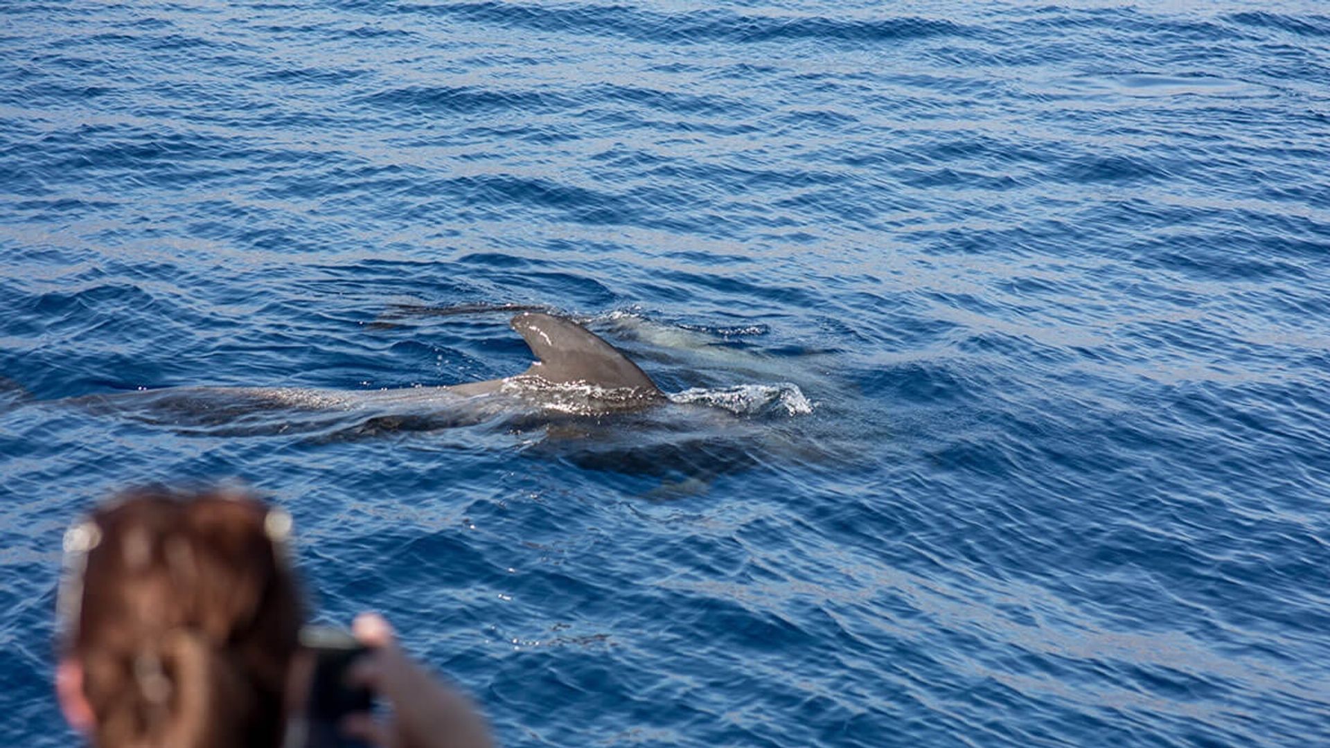 Es muy fácil ver delfines y ballenas por la Costa Adeje