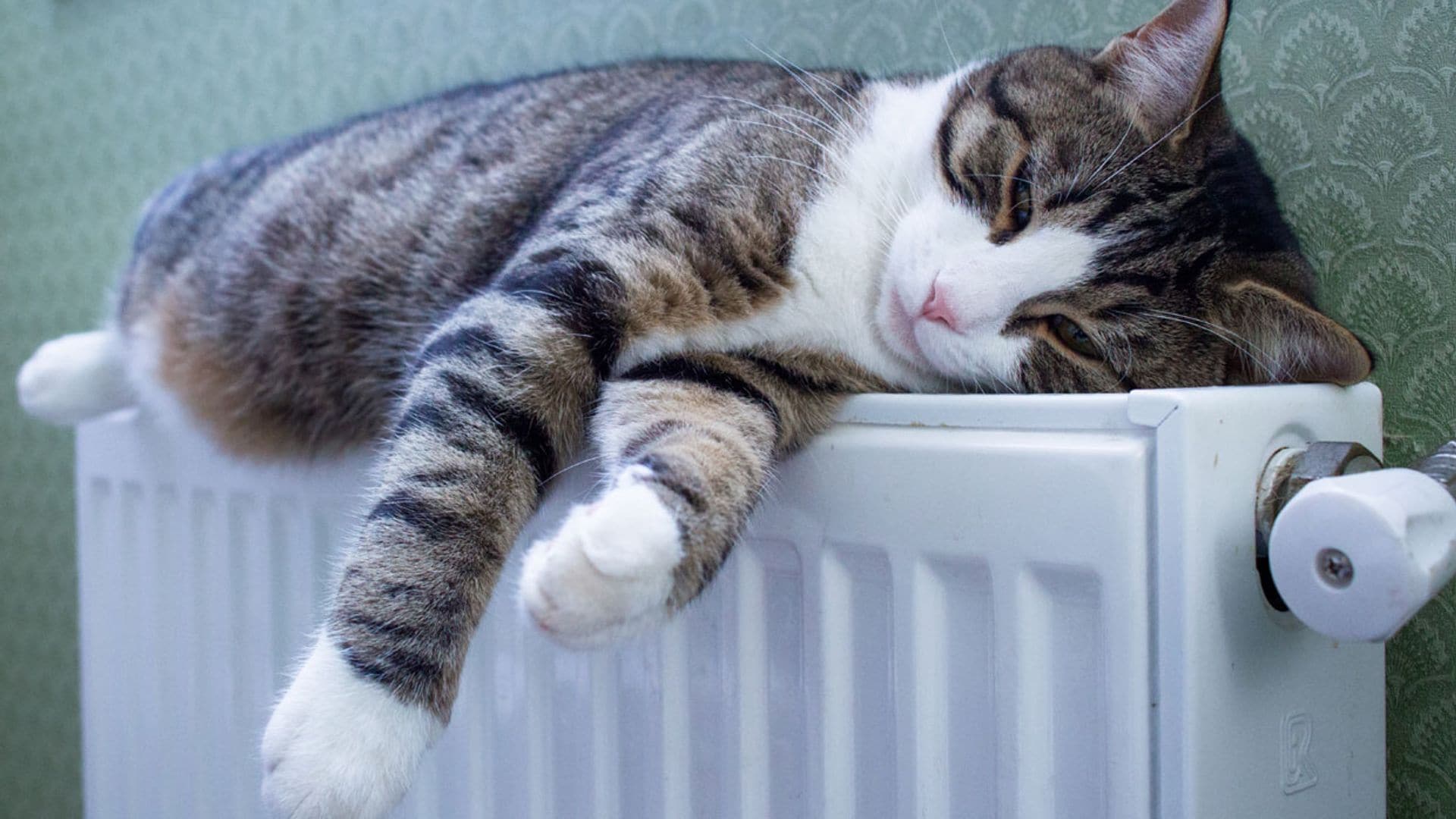 ¿Dudas si dejar a tu gato solo en casa por Navidad? Así se va a sentir