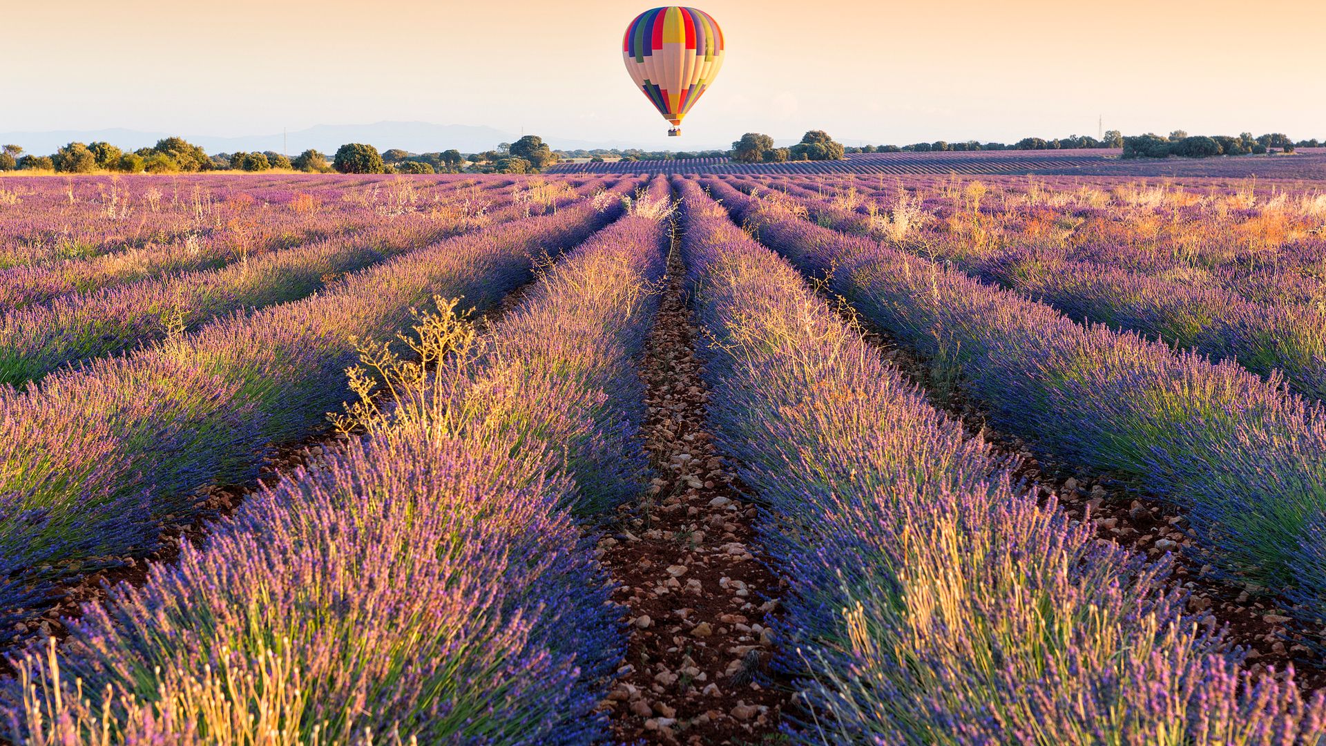 Globo sobrevolando los campos de lavanda de Brihuega, en Guadalajara. 