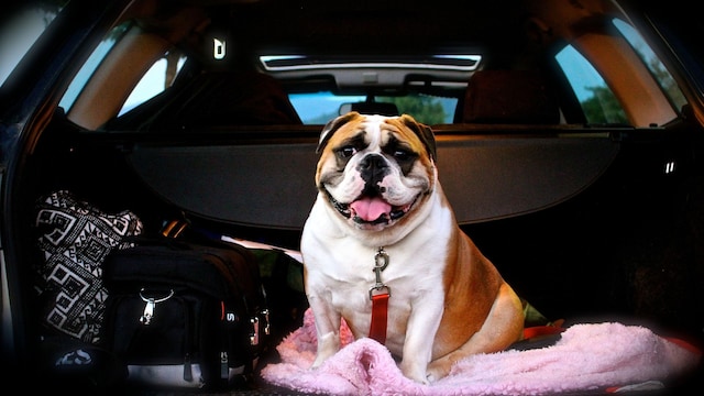 Un bulldog en un coche junto a una bolsa de viaje