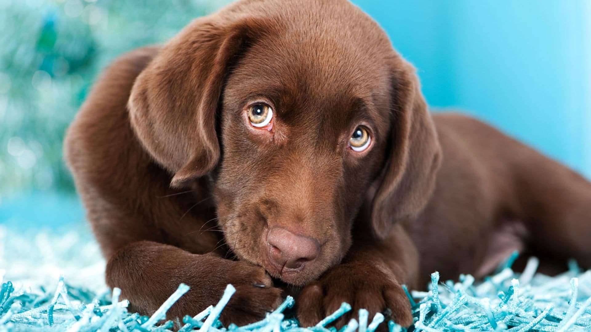 Cómo enseñar a mi cachorro a hacer pipí