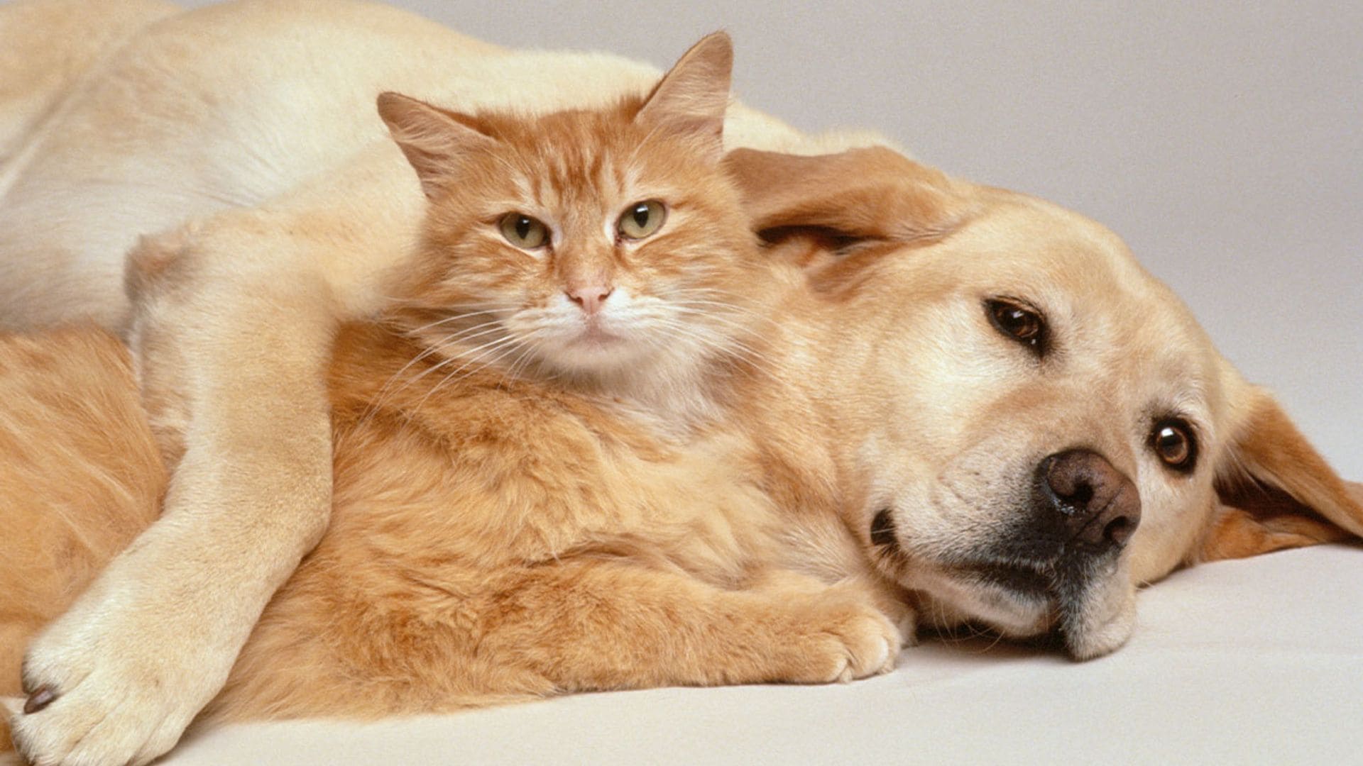 ¿No sabes cómo cuidar las patitas de tu mascota? Nuestra experta te lo cuenta todo en esta guía
