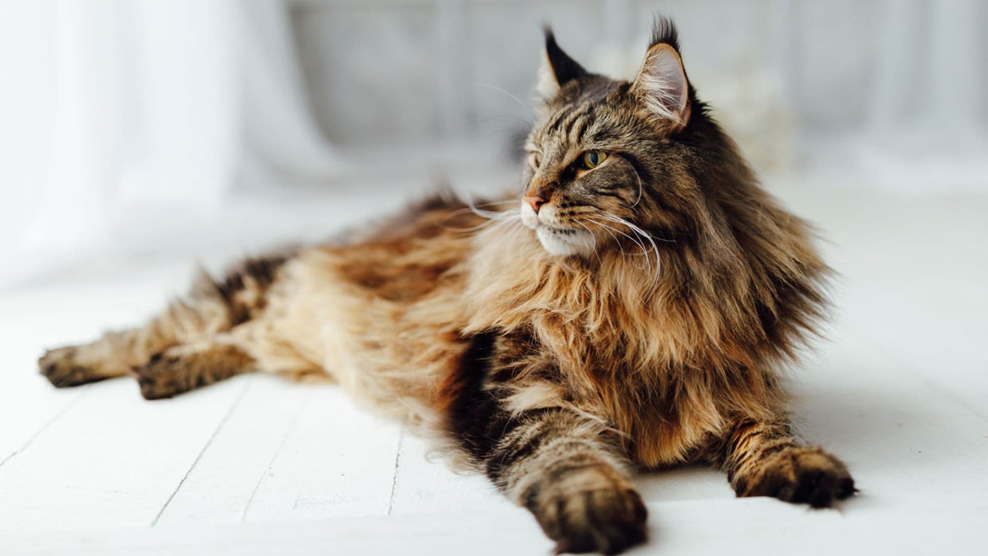 Estas son las razas de gato más caseras