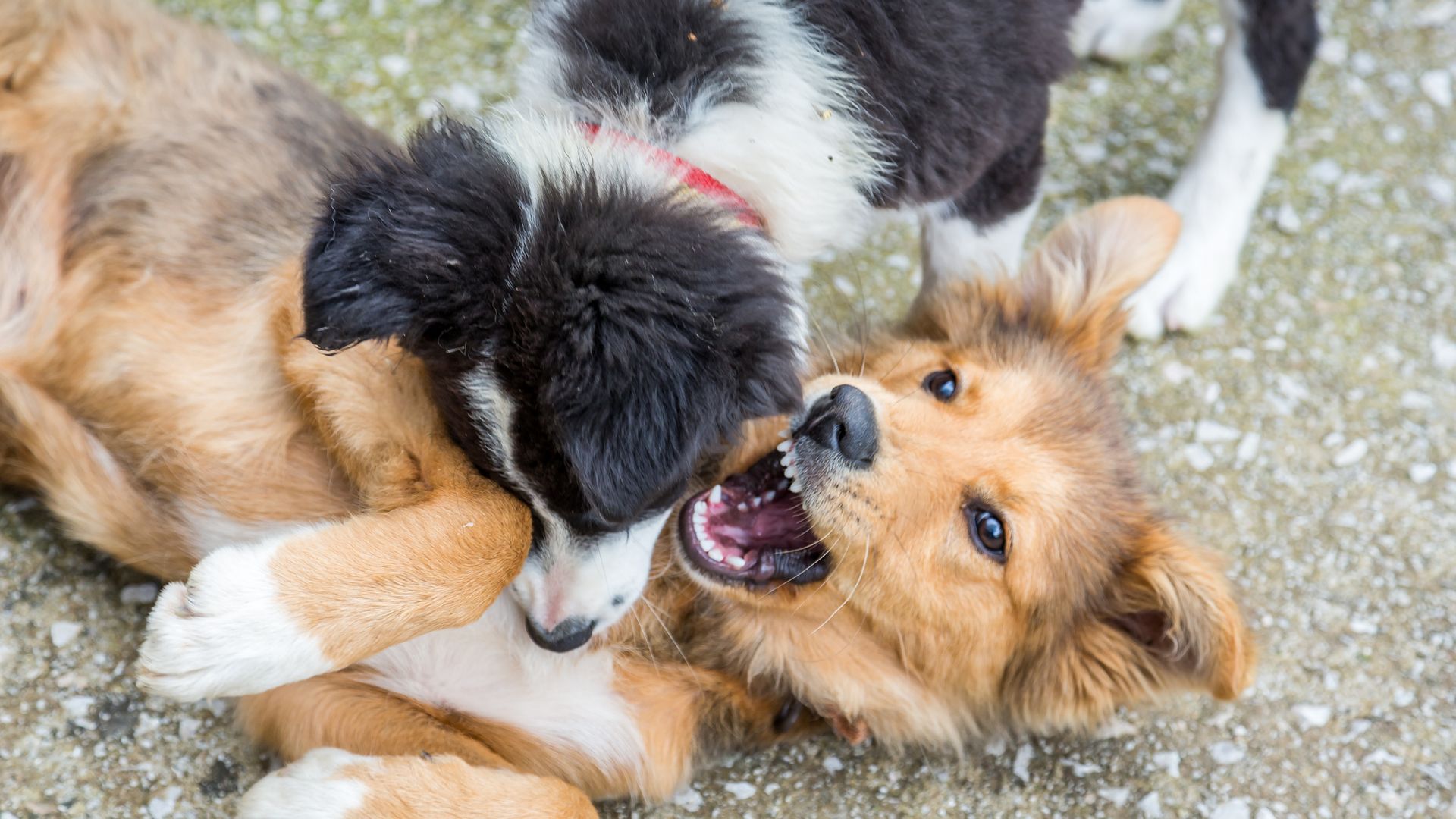 Un encuentro agresivo con otro perro puede marcar el comportamiento de un cachorro durante mucho tiempo