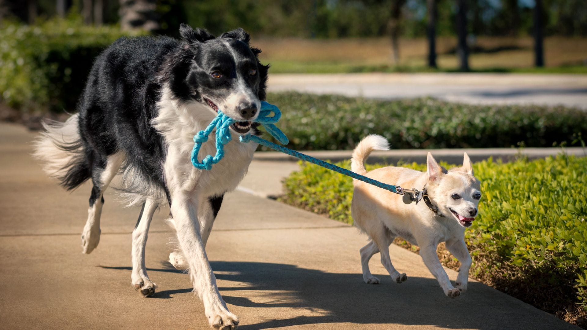 Un Border Collie pasea a un Chihuahua