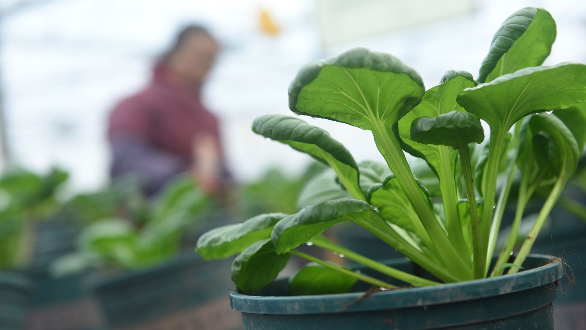 ​ 10 trucos sencillos y baratos para cuidar tus plantas: de cáscaras de huevo a infusión de ajo