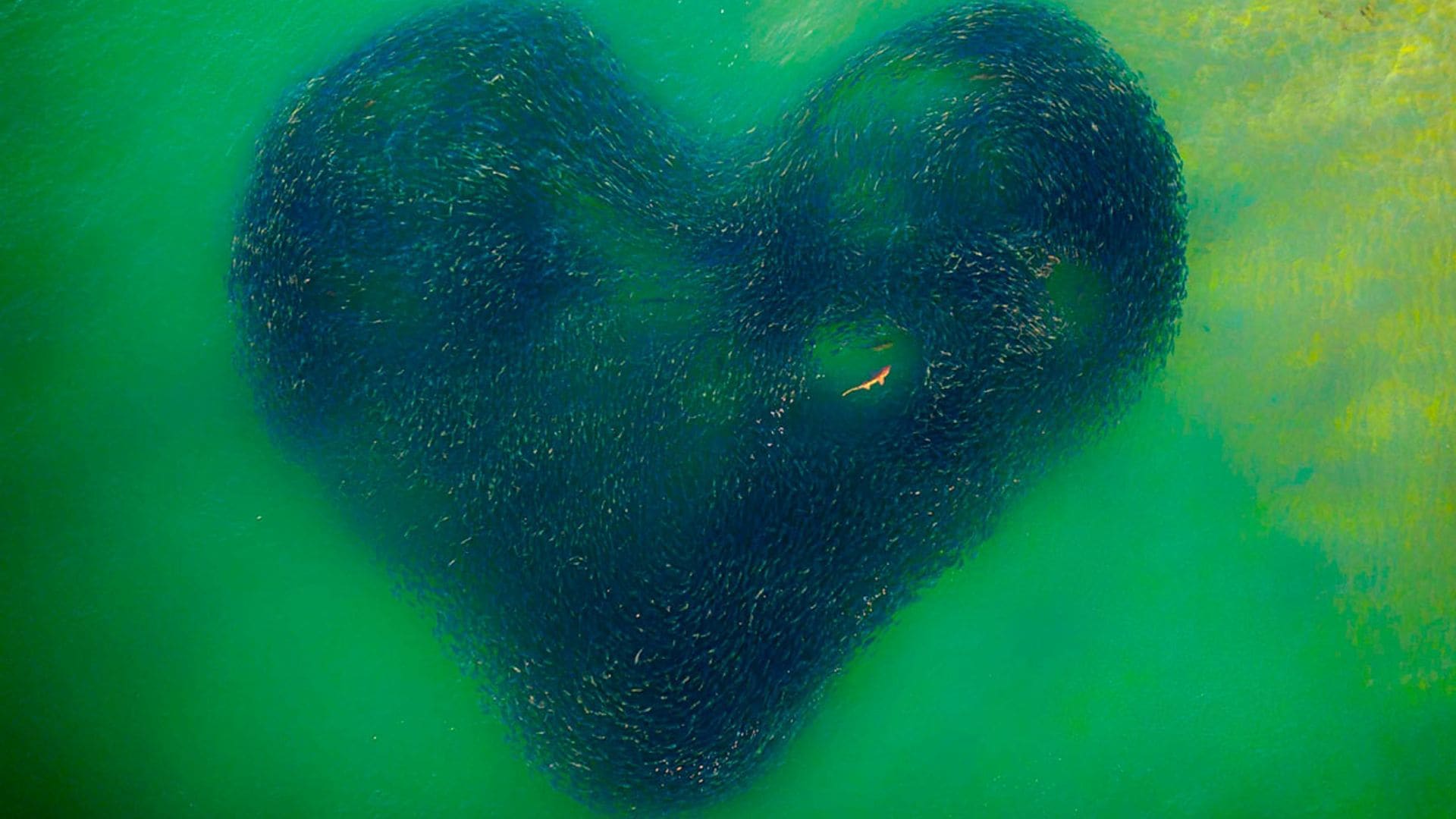Las mejores imágenes del mundo desde un dron