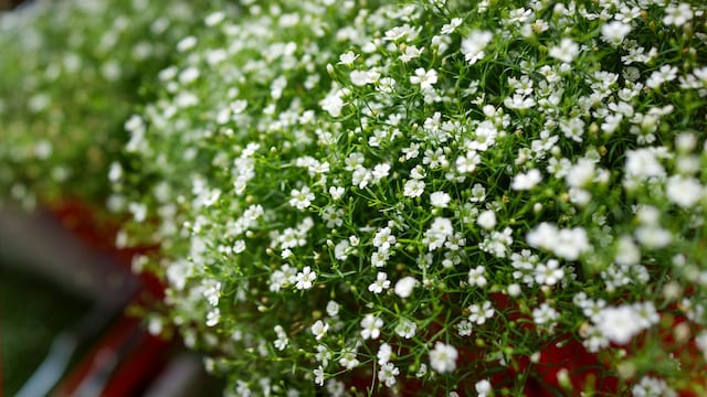 Gypsophila paniculata
