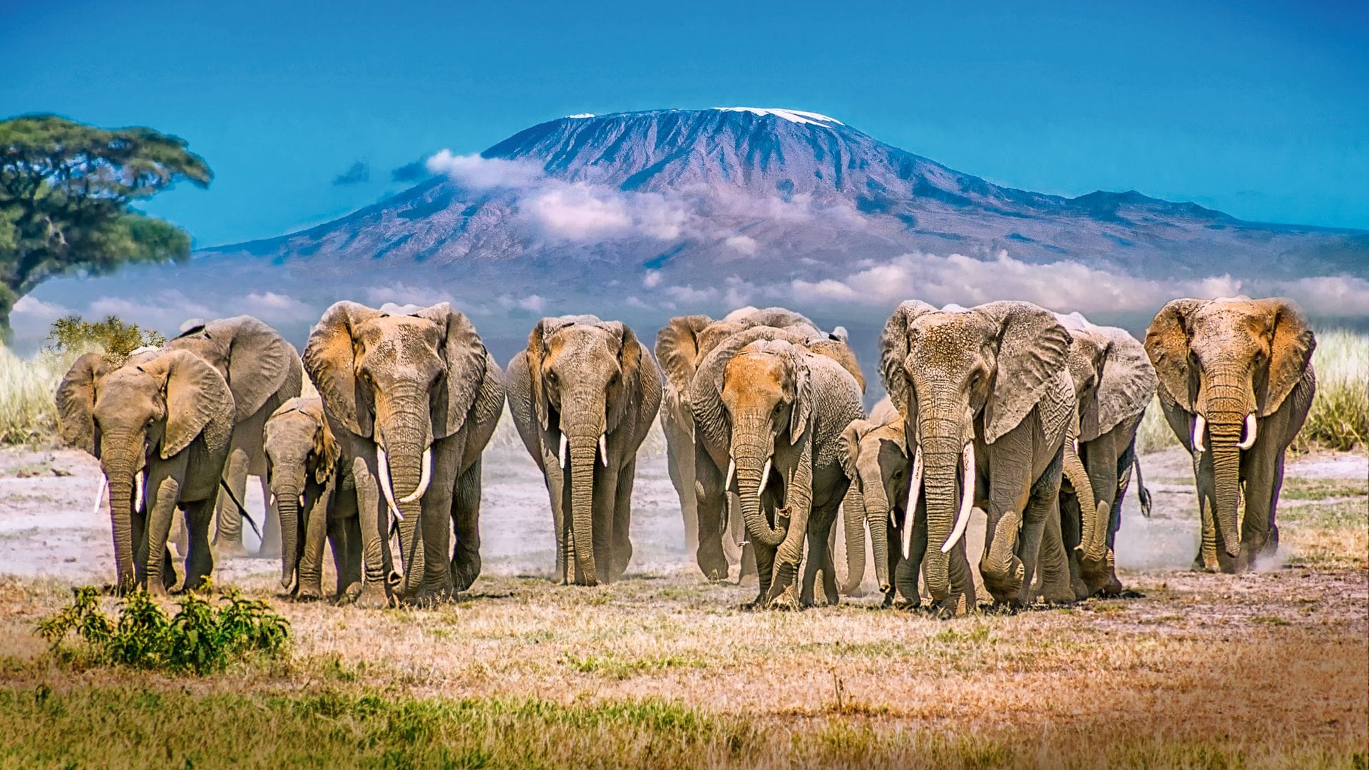 Parque Nacional de Amboseli, en Kenia, conocido como la casa de los Elefantes