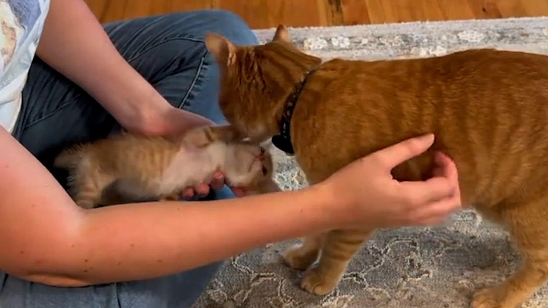 La enternecedora reacción de este gato al conocer a un pequeño gatito que te sorprenderá
