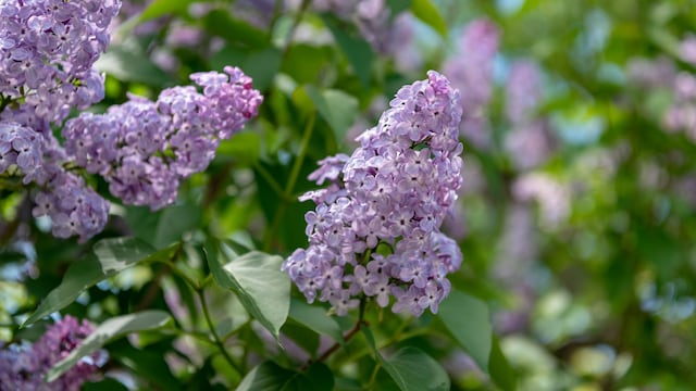 Lila o Syringa, arbusto con flor.
