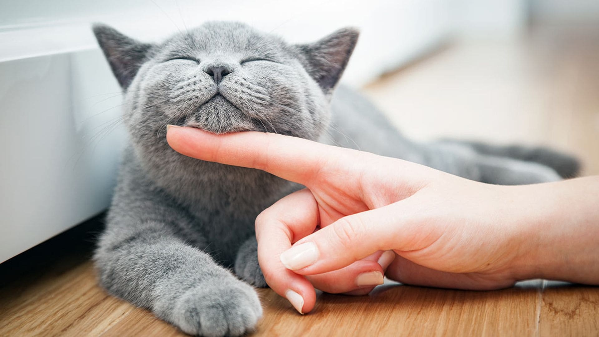 Consejos para que tu gato sea un poco más sociable