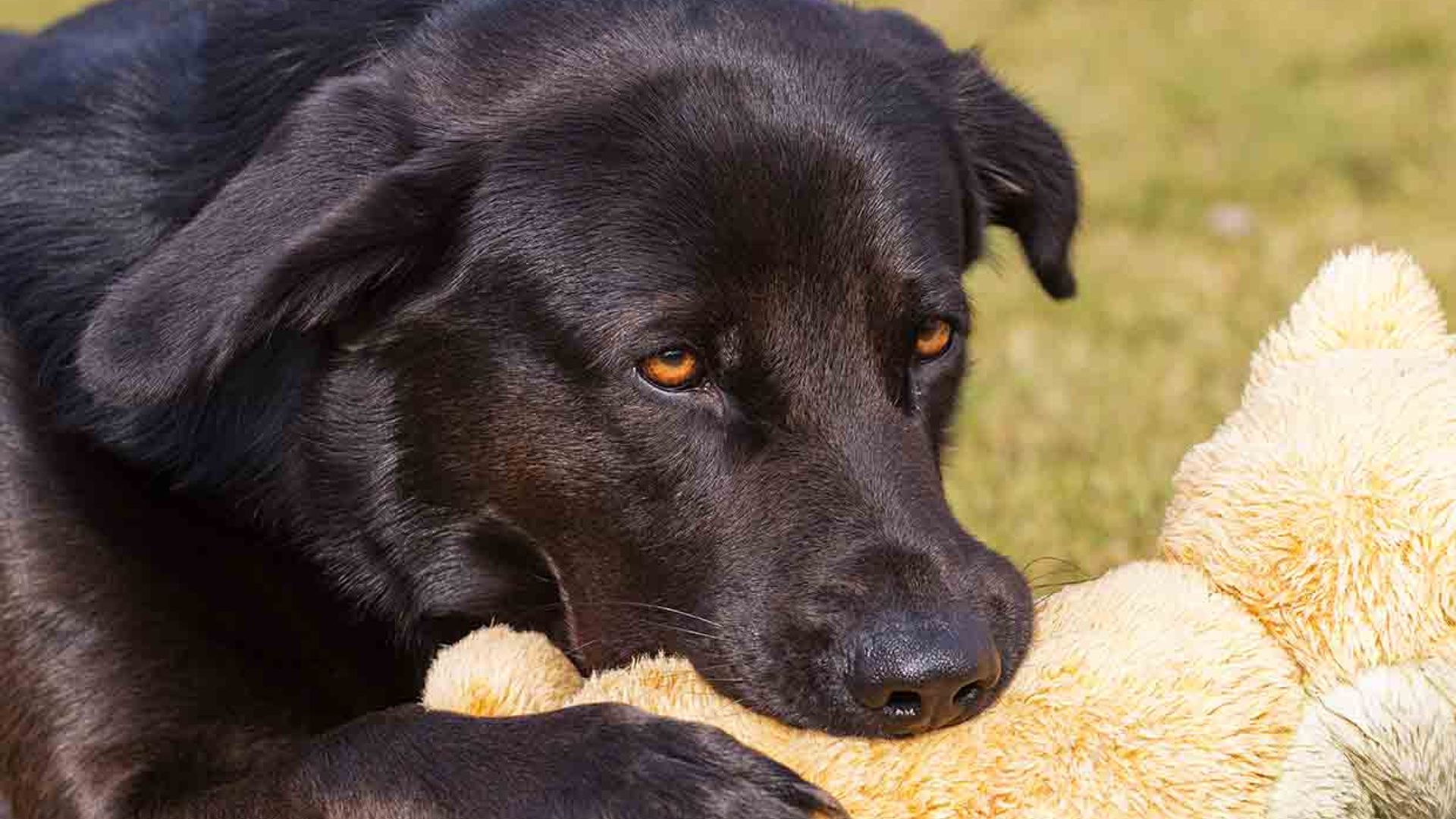 Estos estudiantes de Bristol se han hecho virales por escribir una carta al perro de su vecino