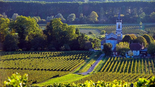 vinedos saint emilion francia