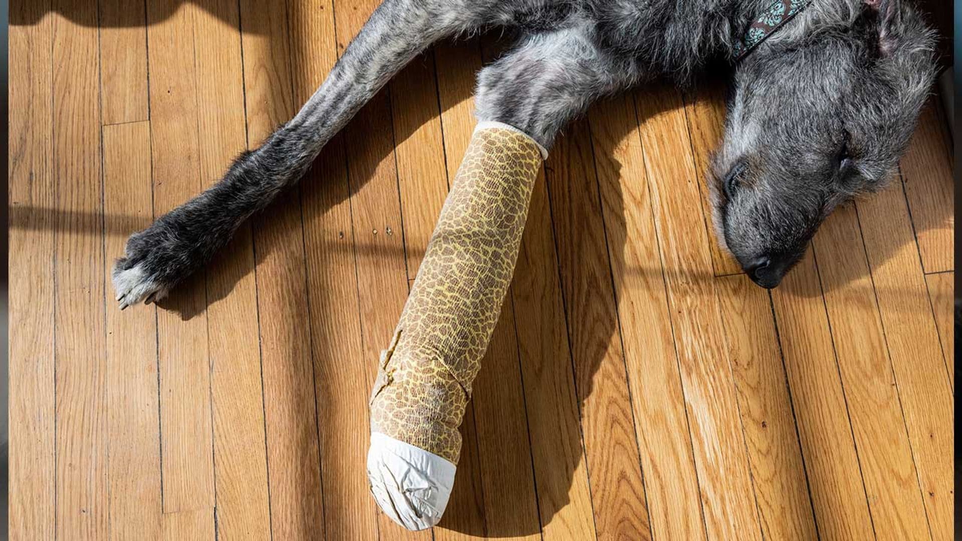 8 imprescindibles que debes tener en el botiquín para el cuidado de tu mascota