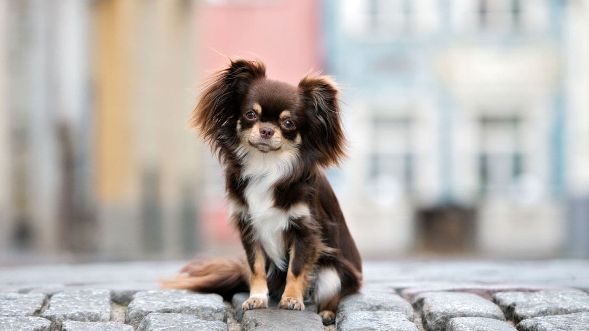El chihuahua, la raza 'toy' más longeva