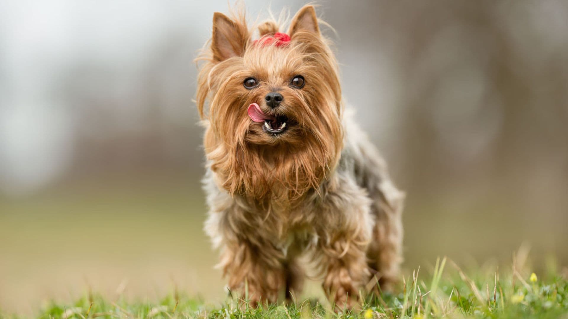 Por qué el yorkshire terrier puede convertirse en tu mascota perfecta
