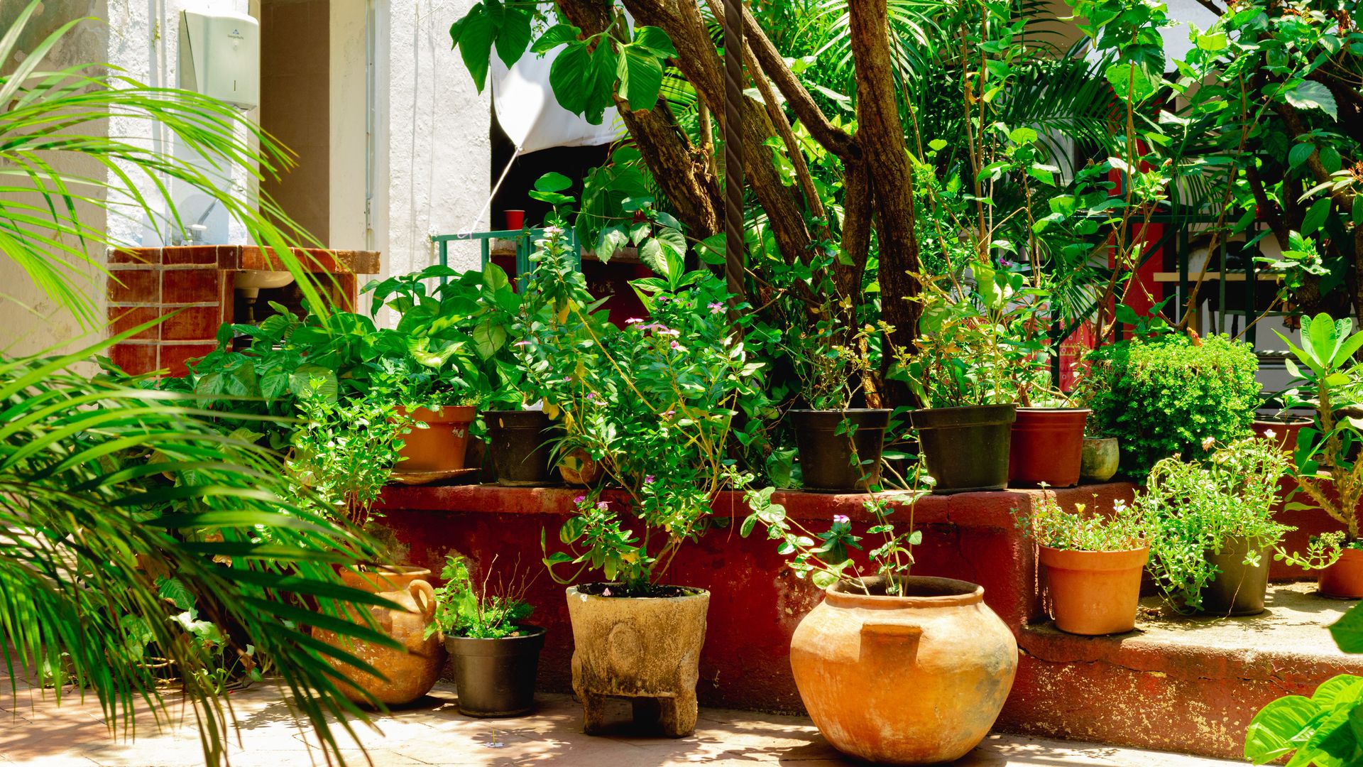 Terraza con plantas. 