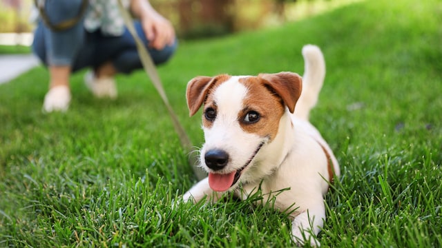 Adorable Jack Russell Terrier en tumbado en la hierba