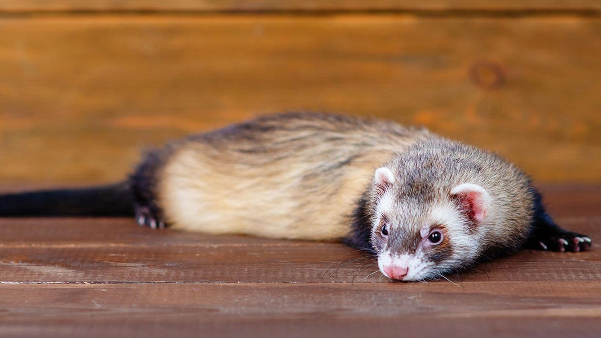No compres un hurón, también se adoptan