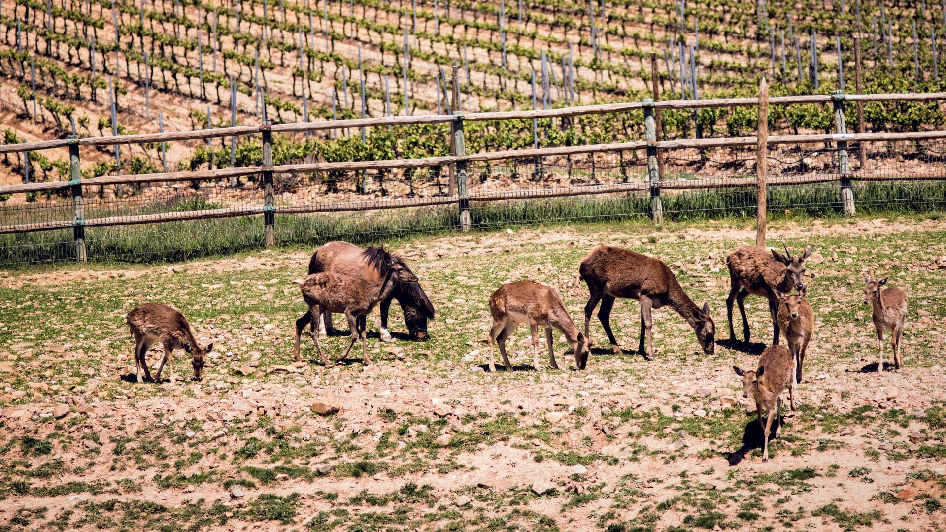 FINCA RÍO NEGRO Guadalajara