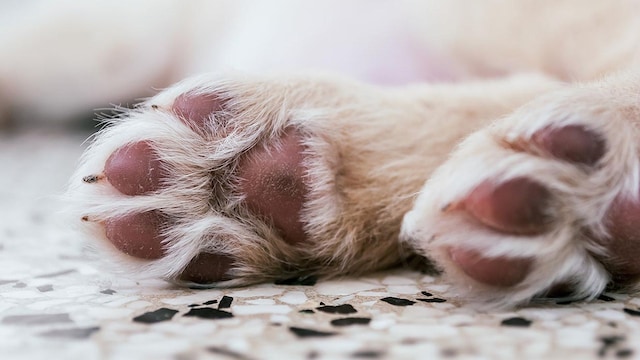 almohadillasperros