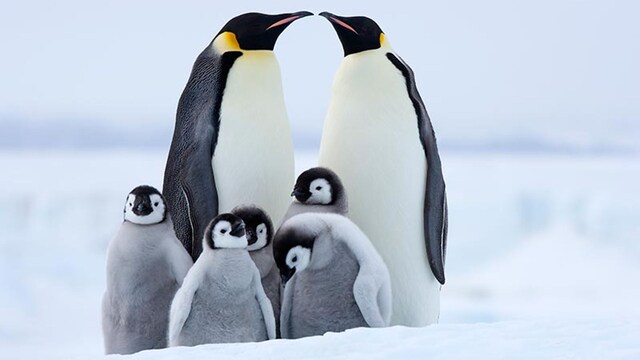 apadrina un pinguino reto contra el cancer