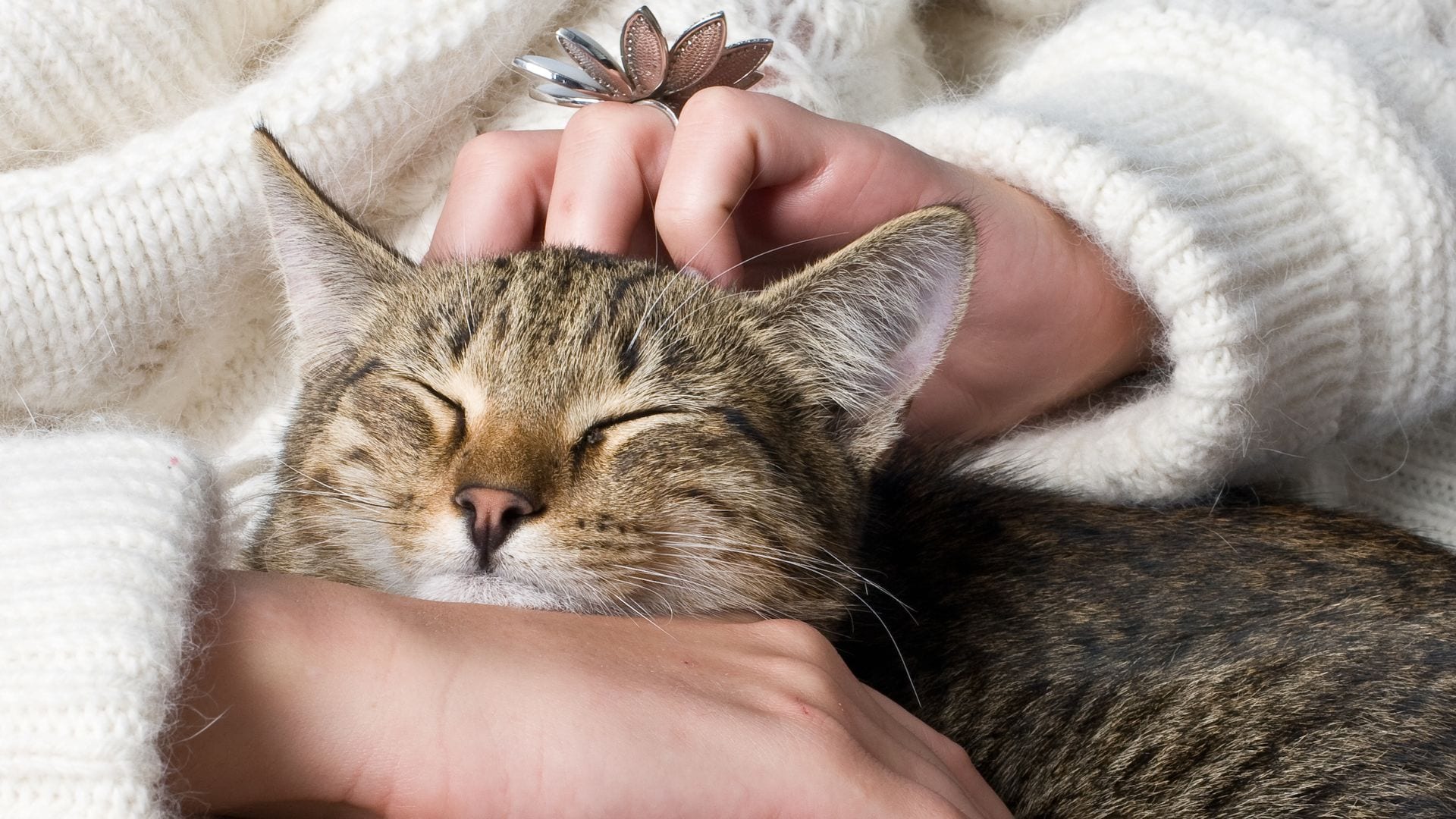 Acariciando a un gato