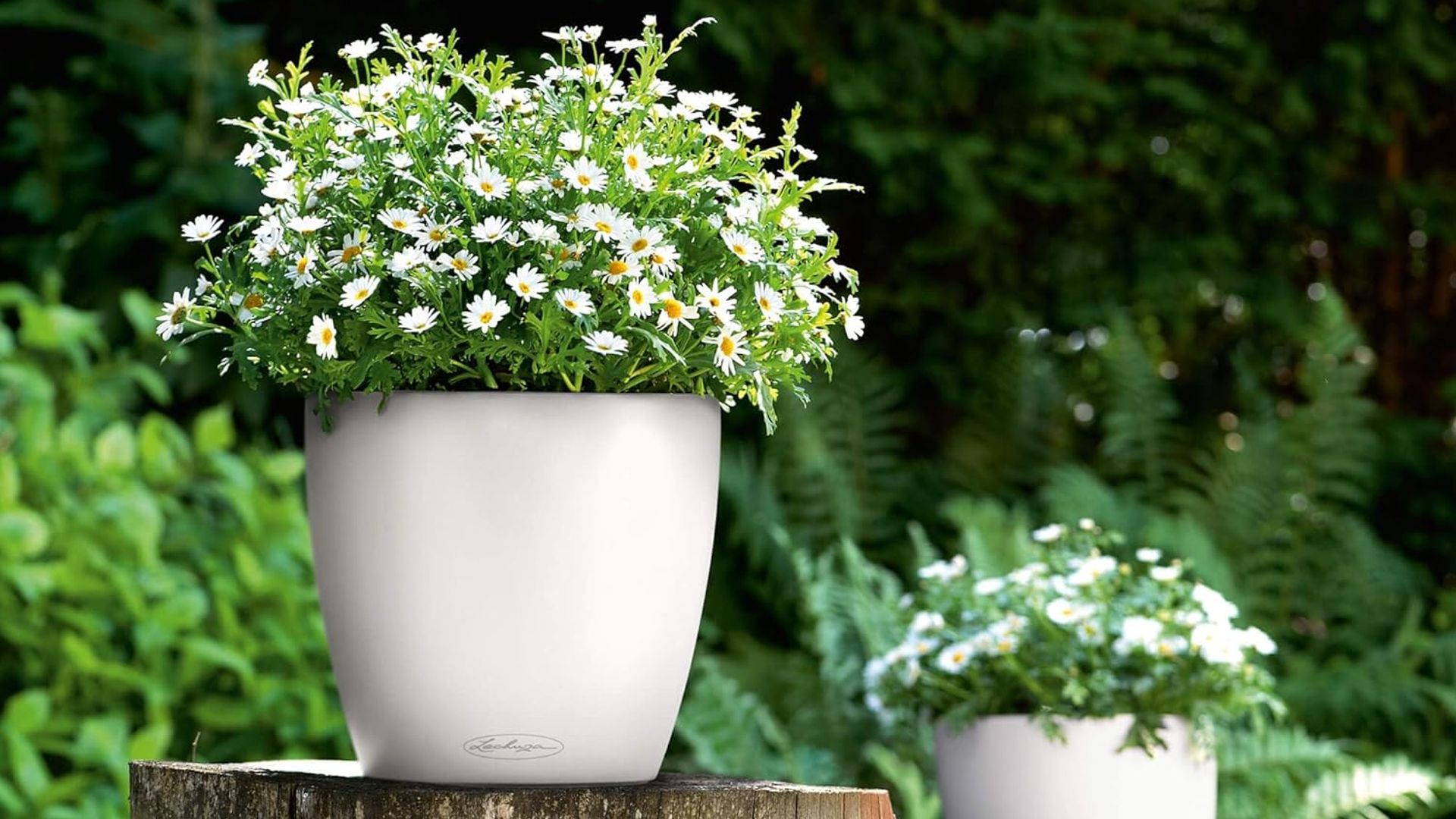 Maceta autorriego con margaritas en un jardín. La maceta es grande y blanca y está sobre una cepa de árbol.