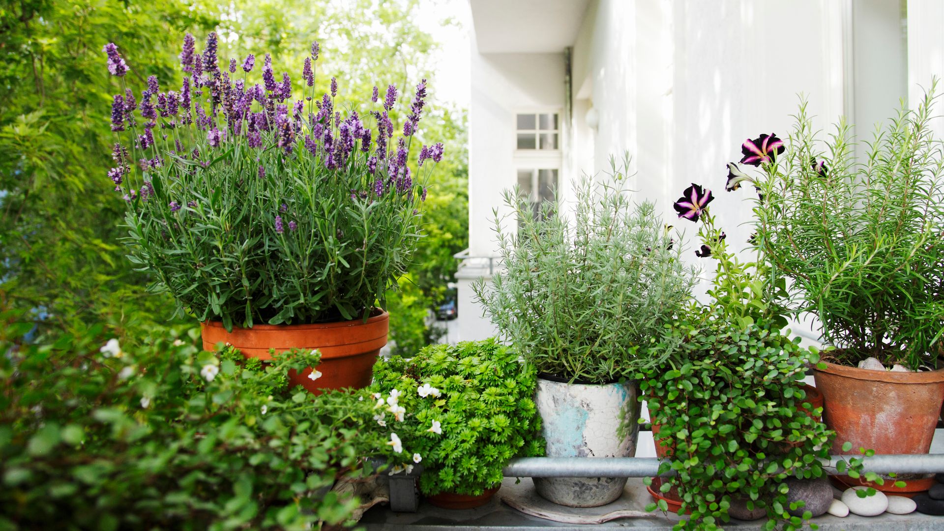 Balcón con lavanda. 