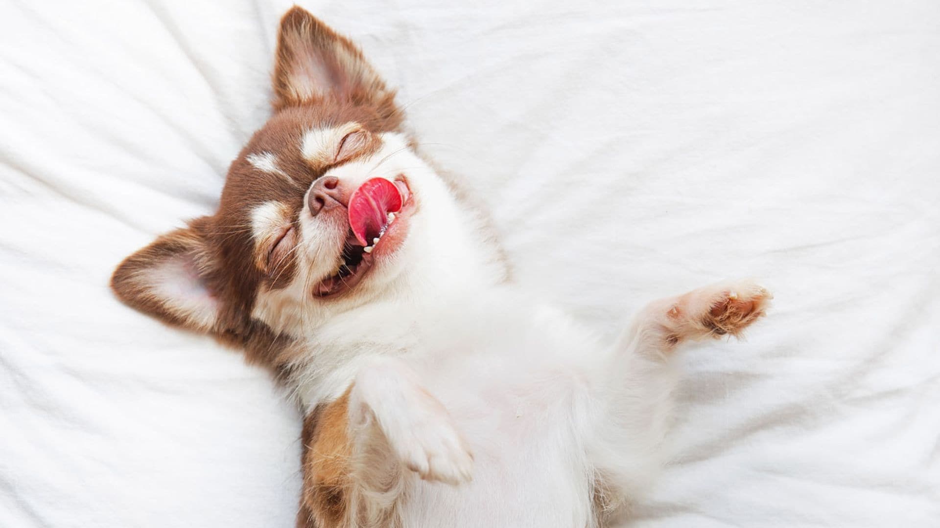 Las razas de perro a las que más les gusta dormir