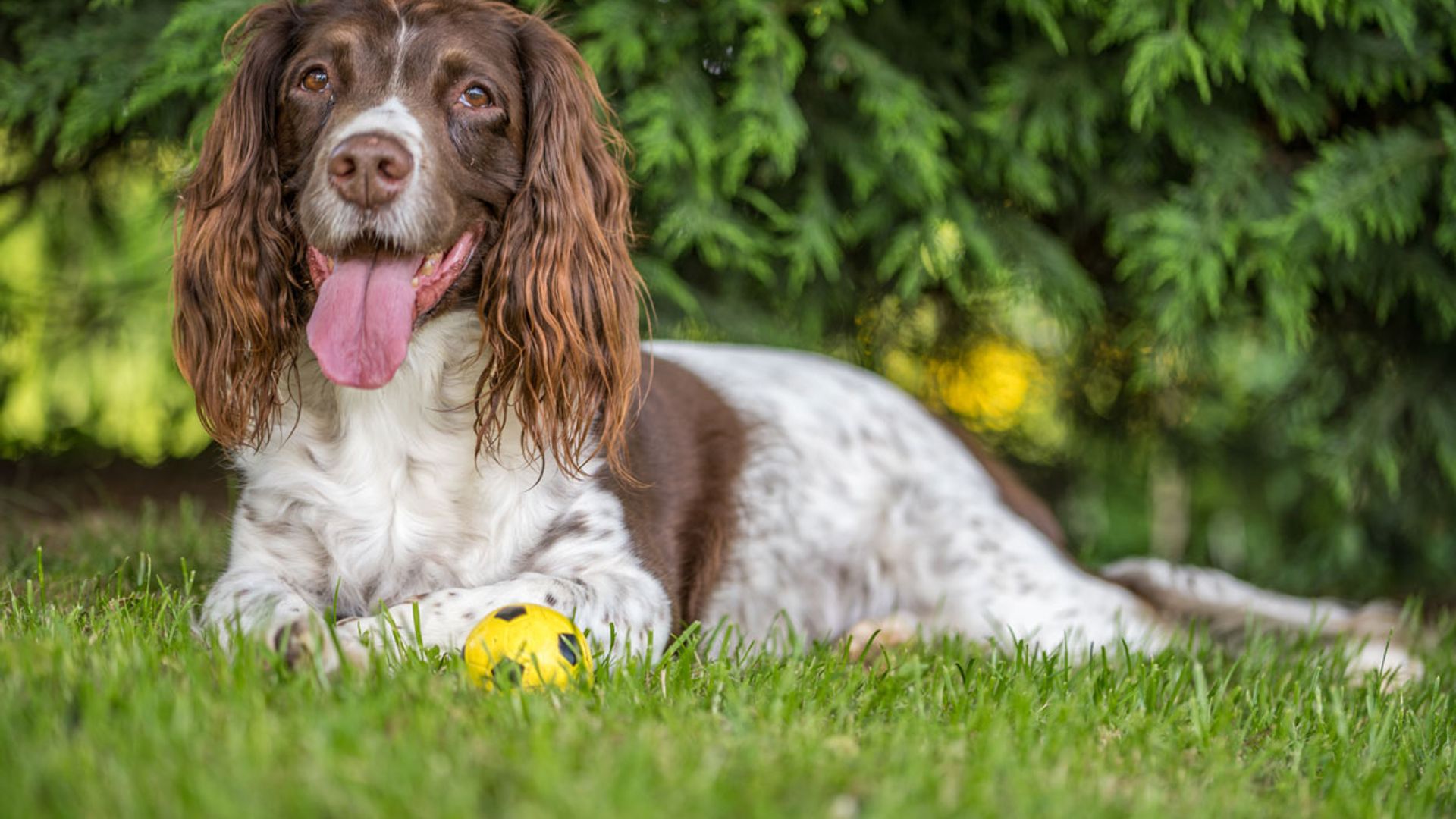 Son Springer Spaniels Buenos Perros De Casa