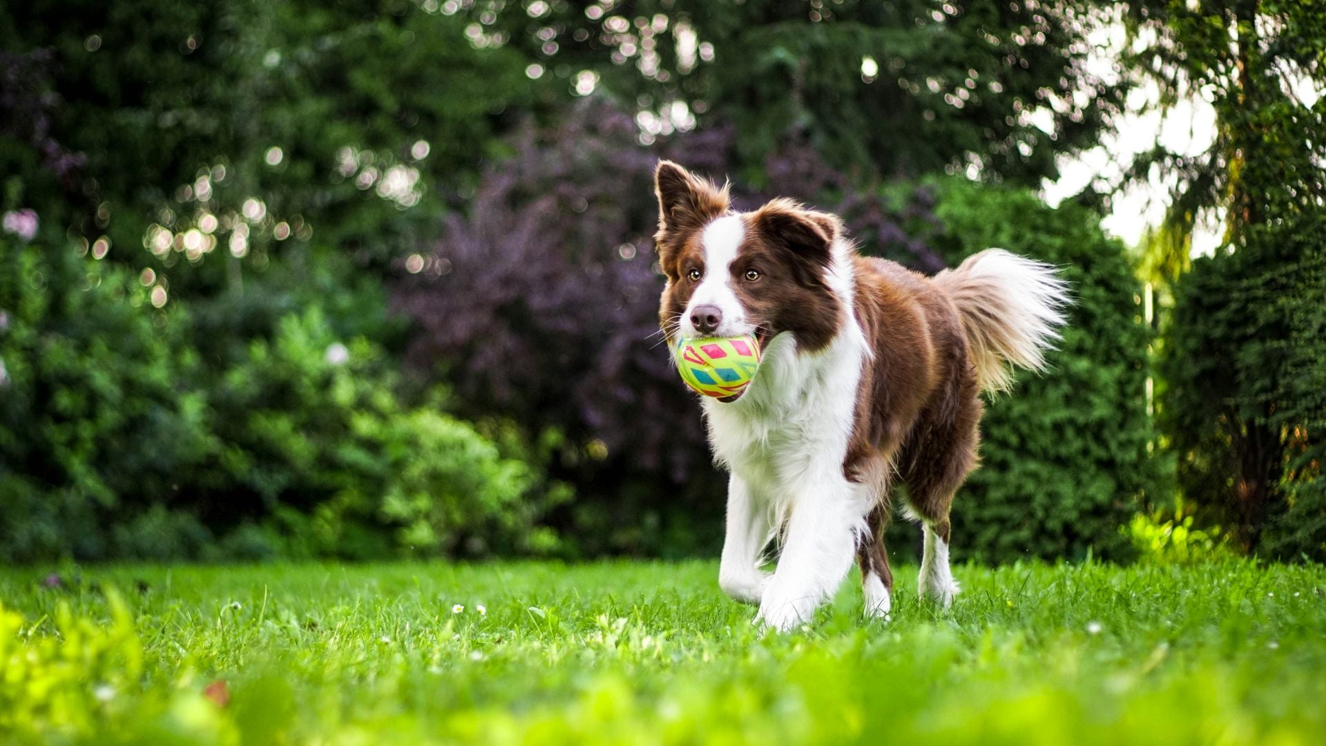 Gemma Baciero, veterinaria: “Los suplementos para perros pueden ser muy útiles ante determinadas sensibilidades”