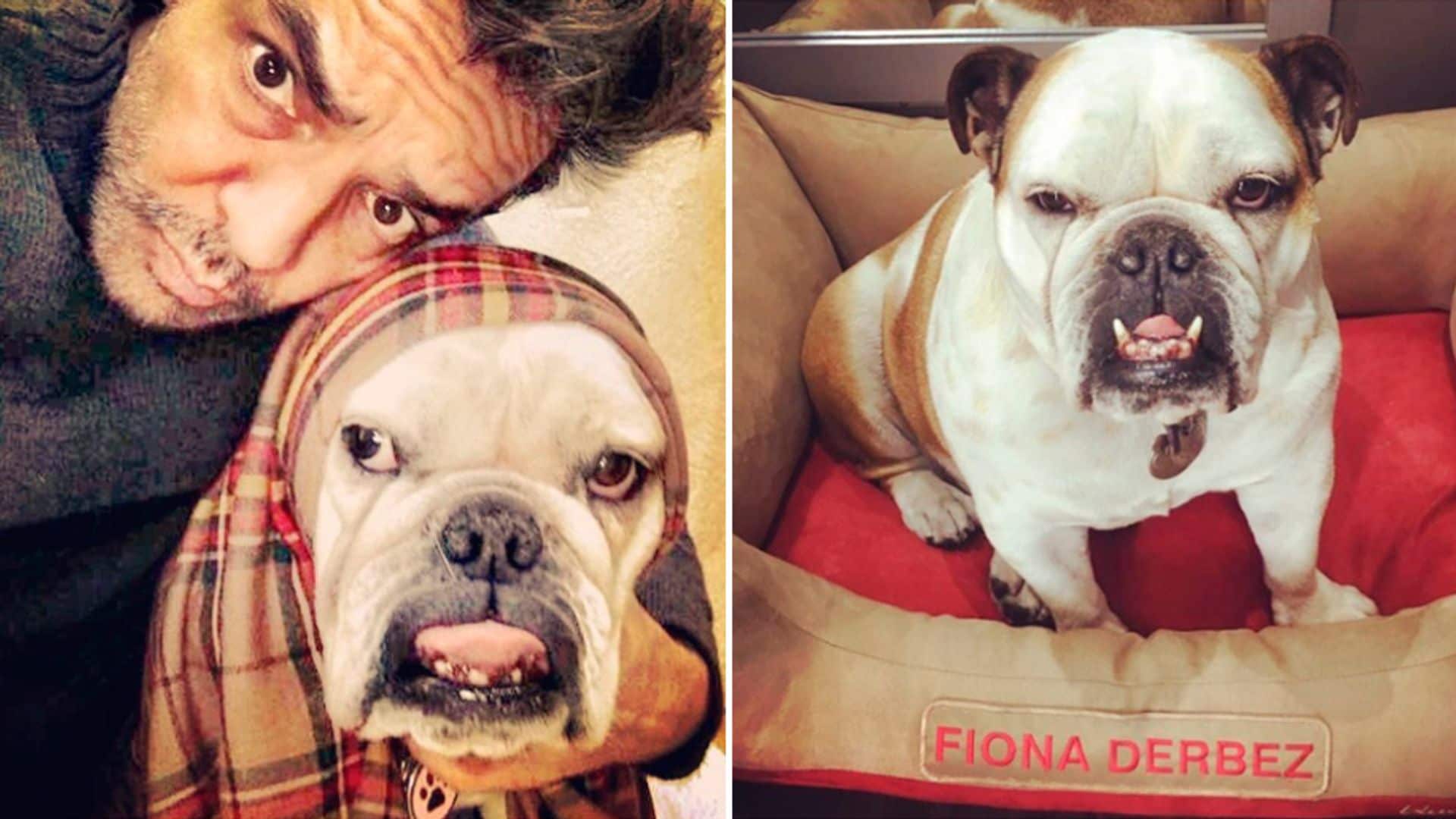 La mascota de Eugenio Derbez viaja en primera clase y ¡tiene su pasaporte!