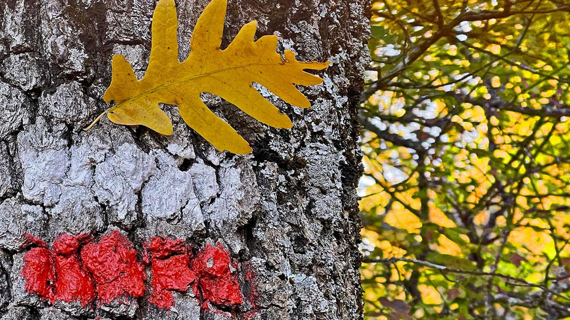 Sendas de otoño en Madrid: mucho más que el hayedo de Montejo