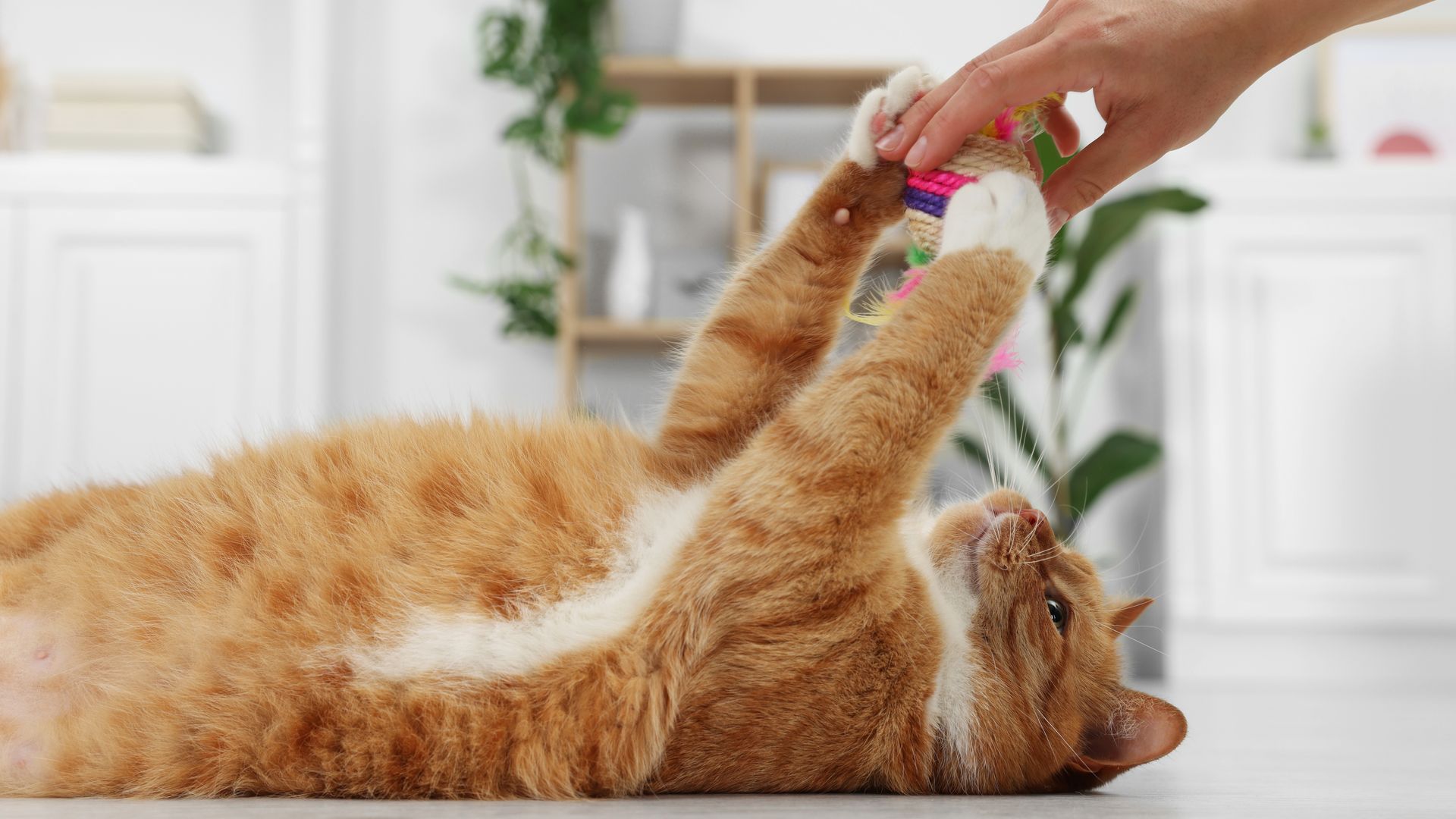 Desmontamos los mitos sobre los felinos de la casa: Lo que realmente necesitas saber este Día Internacional del Gato