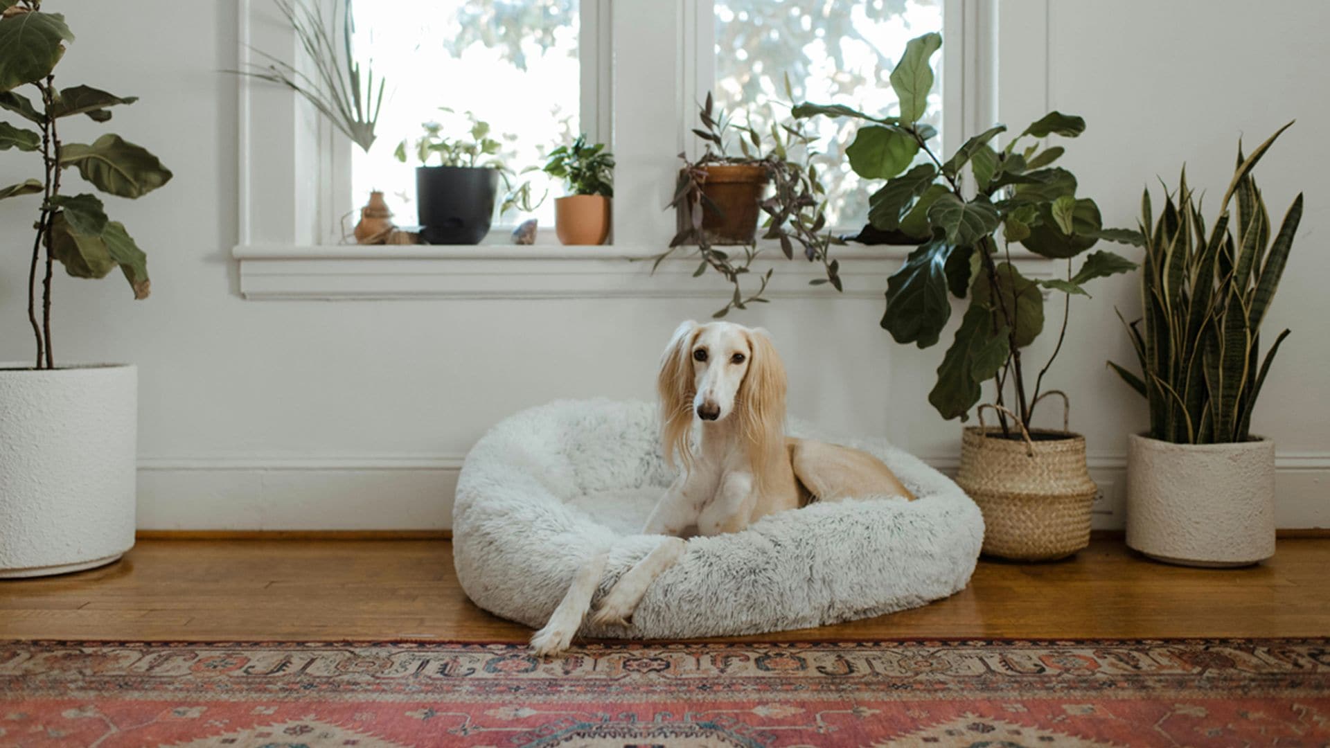 Qué plantas de interior debes elegir si tienes mascota en casa