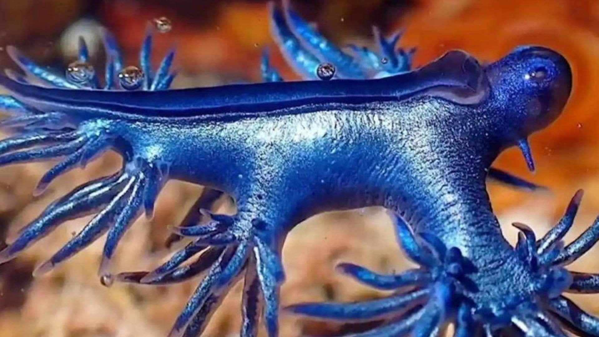 Alerta en las playas andaluzas: así es el dragón azul que podría picarte este verano