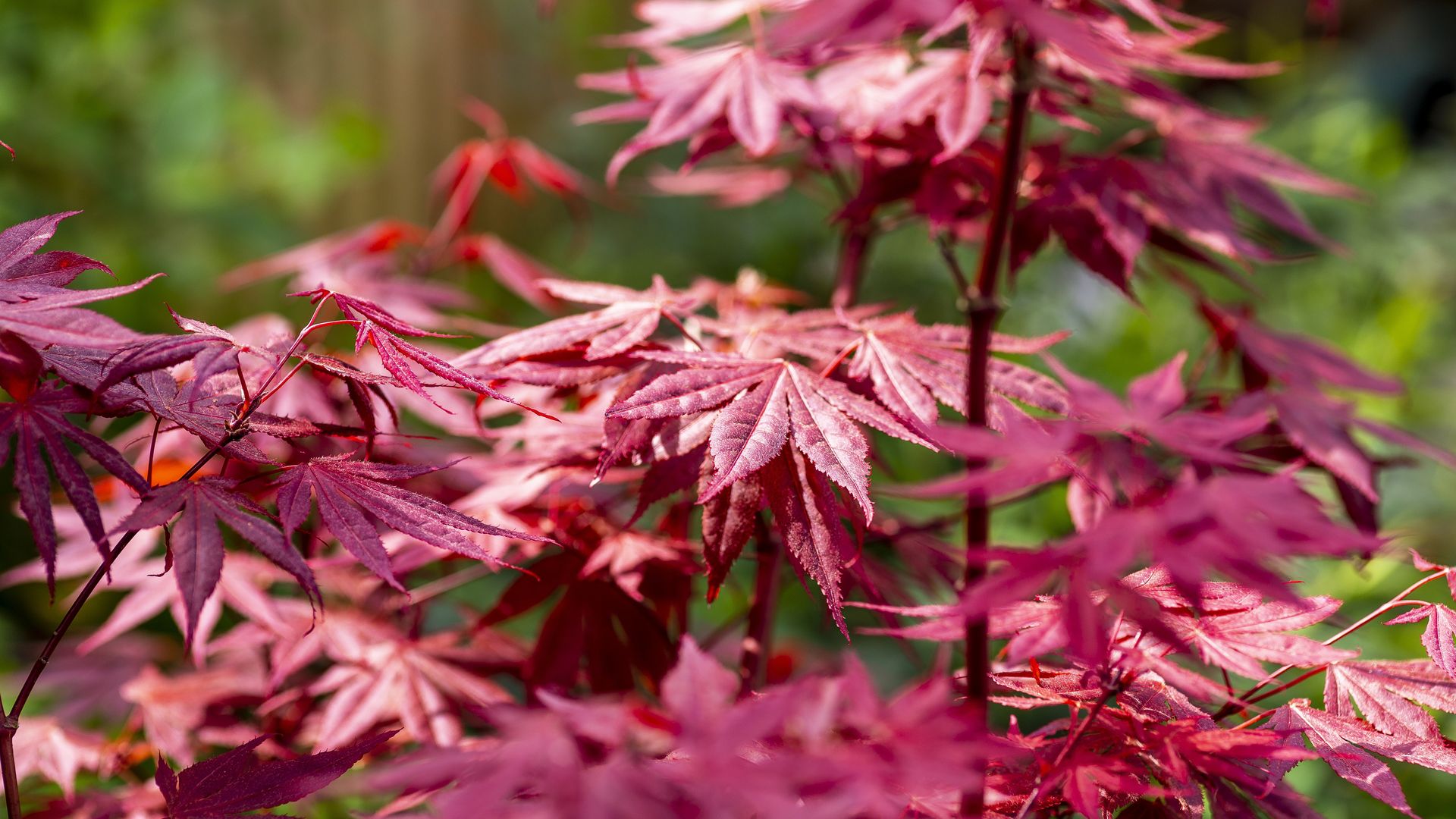 Follaje del arce japonés en otoño, un espectáculo de color para el jardín