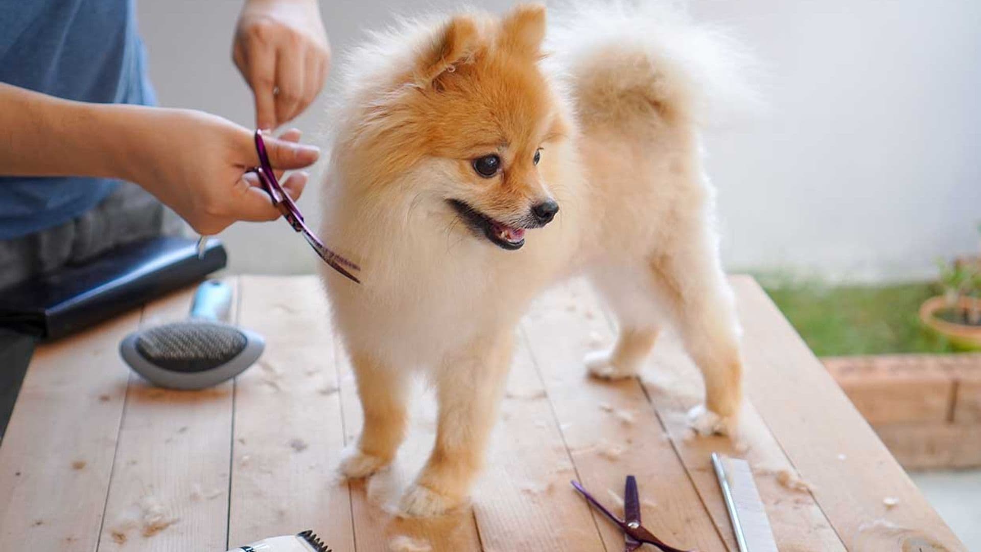 Cuidado con los cortes de pelo caninos en invierno
