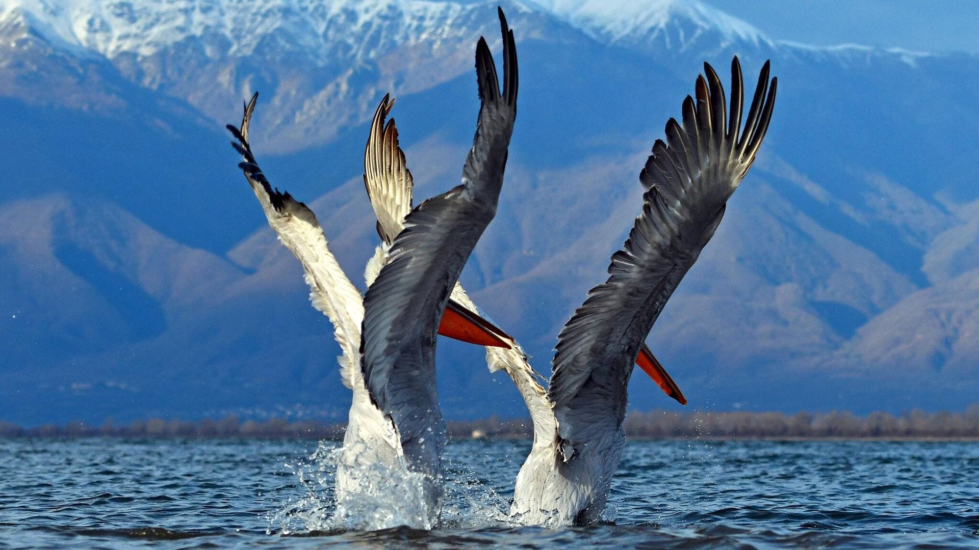 Las imágenes más curiosas de la fauna salvaje