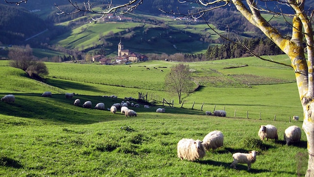 gorbeia  Ardixek zelaixen