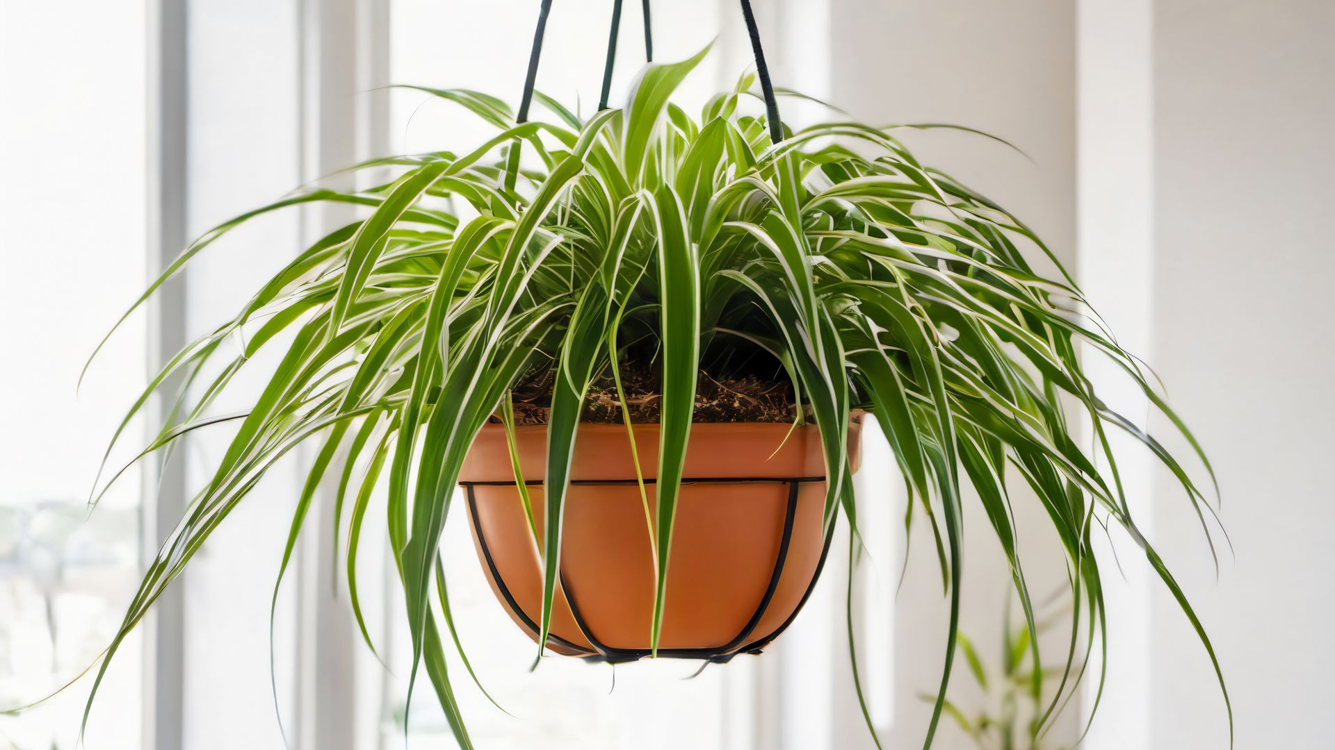 Del clásico poto al cactus sin espinas: 10 plantas colgantes que llenan de vida tu casa con el mínimo esfuerzo