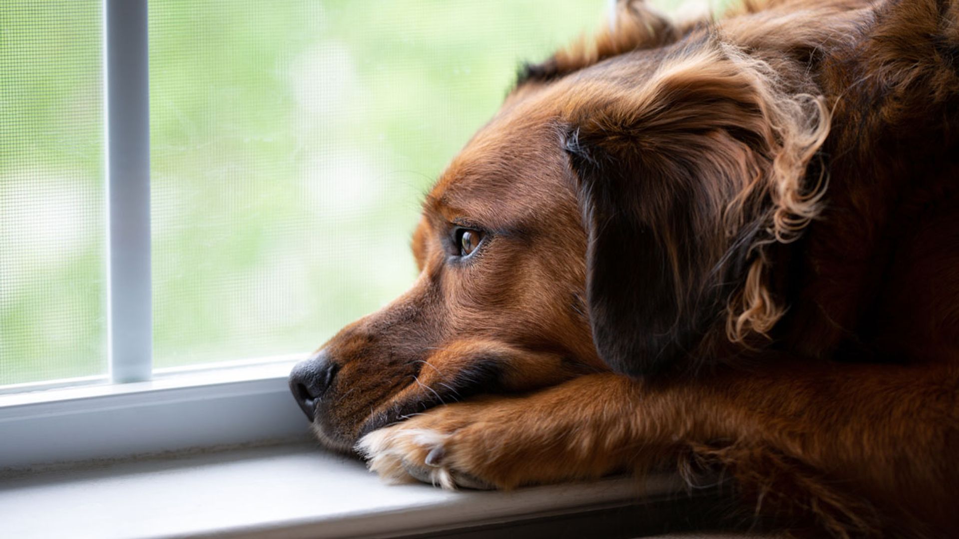 ¿Sufrirán ansiedad nuestras mascotas cuando acabe la crisis del coronavirus?