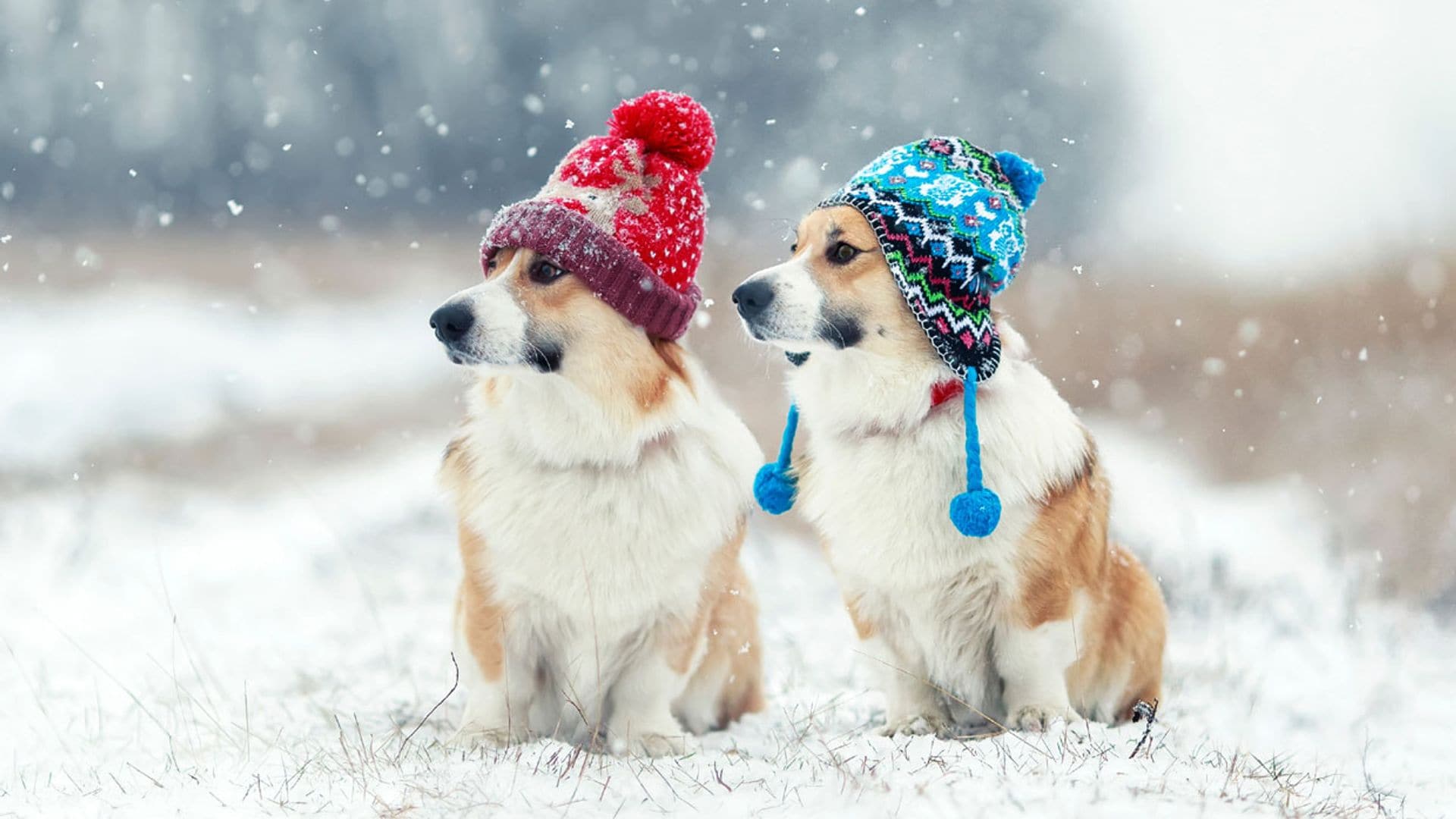 ¿Aguantan mejor el frío los perros grandes o los pequeños?